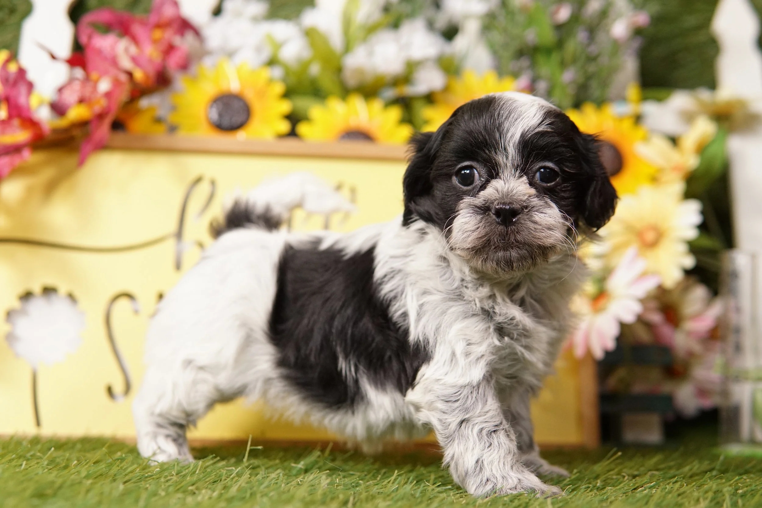 DSC00206.JPG