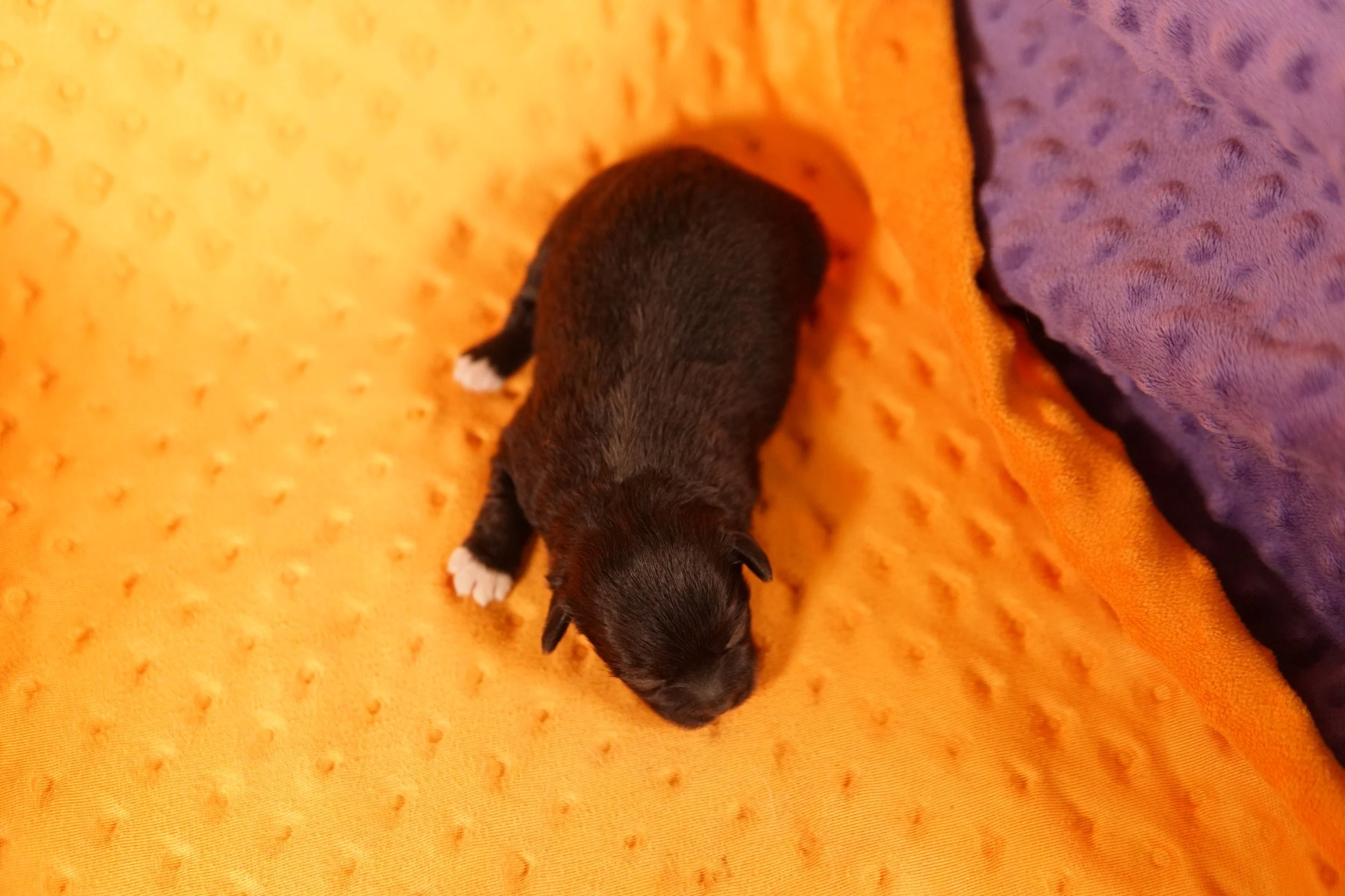 DSC04851.JPG