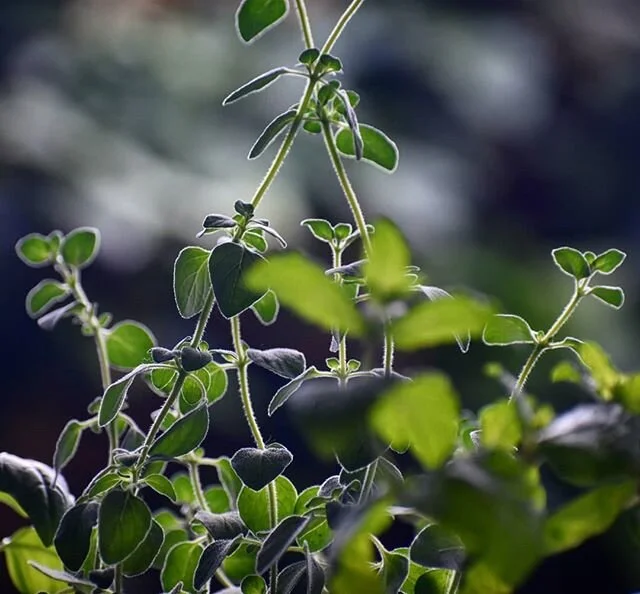 &quot;Everything that slows us down and forces patience, everything that sets us back into the slow circles of nature is a help. Gardening is an instrument of grace.&quot; - May Sarton
.
#garden #herb #nature #greenthings #counterprogramming #cultiva