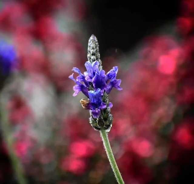 Take care. Be kind. Seek joy. Stay connected. And wash your fucking hands.
.
#selfcare #herbalremedies #washyourhands #takecareofyourself #takecareofeachother #lavender #nature #greenthings #flowersofinstagram #counterprogramming #onlyconnect #instag
