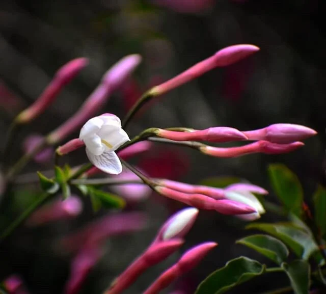 &quot;Pain is what it took to teach me to pay attention. In times of pain, when the future is too terrifying to contemplate and the past too painful to remember, I have learned to pay attention to right now. The precise moment I was in was always the