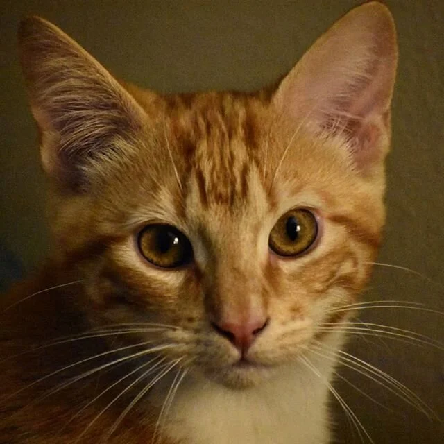 So...I have a quarantine buddy. His name is Prince Harry.
.
#catsofinstagram #kitty #tabbycat #princeharrythecat #cuddlemonster #wouldyoulookatthatface #instagay #instagood