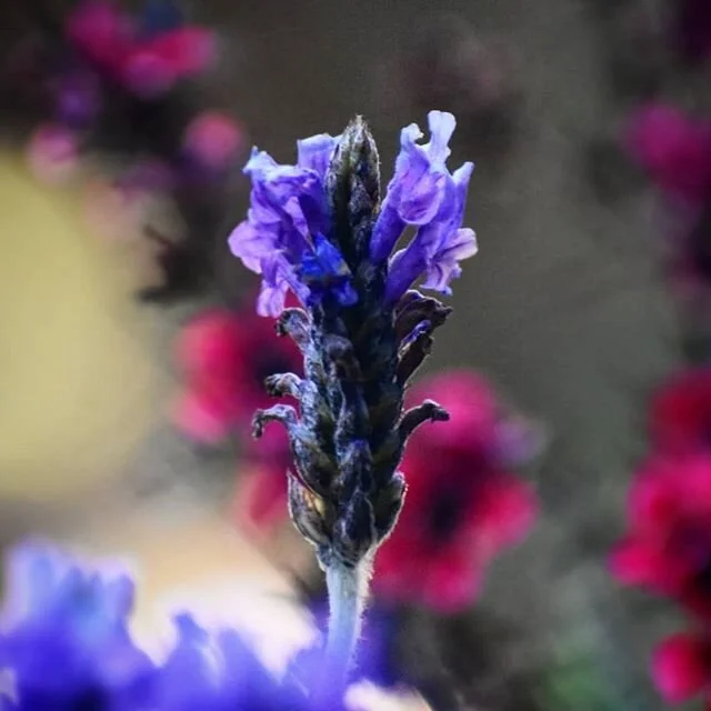 Good morning.
.
#lavender #teatree #blossom #spring #nature #color #life #gratitude #instagood