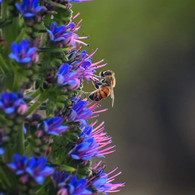 Busy.
.
#bees #flowers #spring #walk #nature #explore #instagood