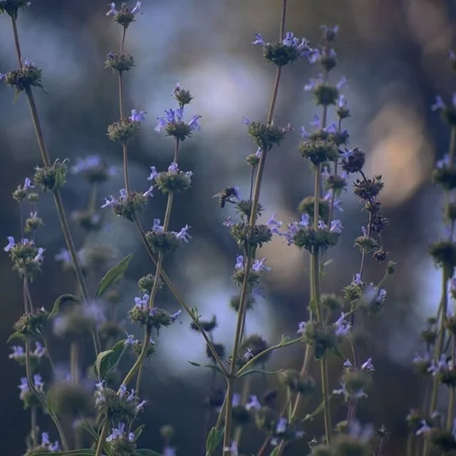 So...today, with the reopening of Griffith Park, I went on my first hike in nearly two months. My favorite path was already overgrown with weeds and wildflowers. IT WAS MAGNIFICENT.
.
#griffithpark #urbanhikers #losangeles #wildflowers #explore