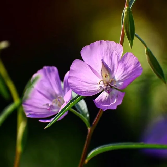 &quot;People from a planet without flowers would think we must be mad with joy the whole time to have such things about us.&quot; - Iris Murdoch
.
#wildflowers #griffithpark #greenthings #urbanhikers #laphotographer #nature #explore