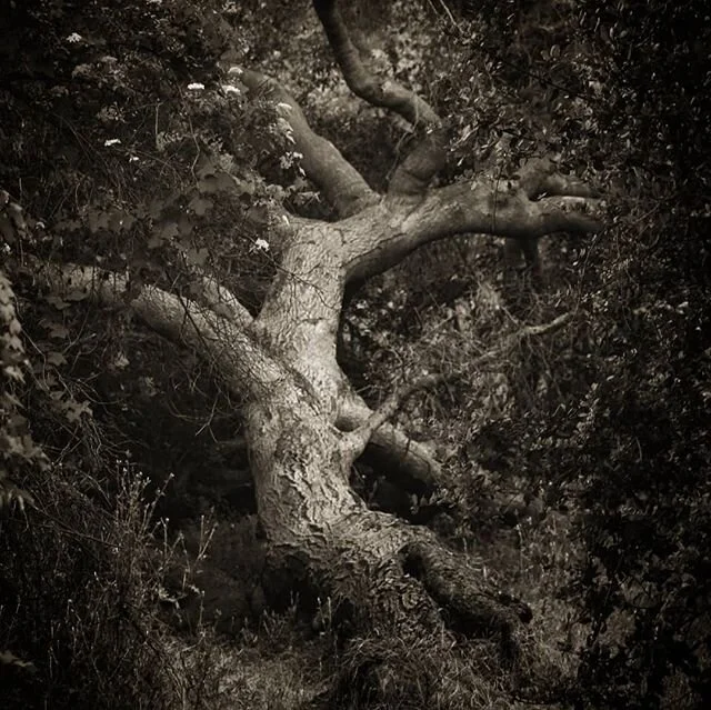 I used to be drawn to trees that were pretty in a conventional way -- rangy, leafy, symmetrical. Now I prefer the ones that look like they've been through it.
.
#griffithpark #treesofinstagram #urbanhikers #blackandwhite #nature #explore