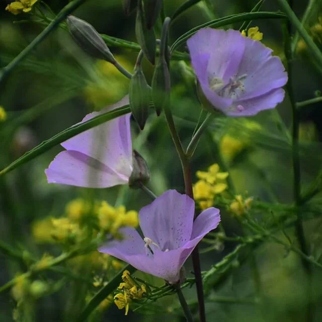 Speckled clarkia in the black mustard. (It's time I started learning the names of plants around LA, because it looks like I'll be sticking around for awhile.)
.
#griffithpark #greenthings #urbanhikers #flowersofinstagram #nature #nativeplants #explor
