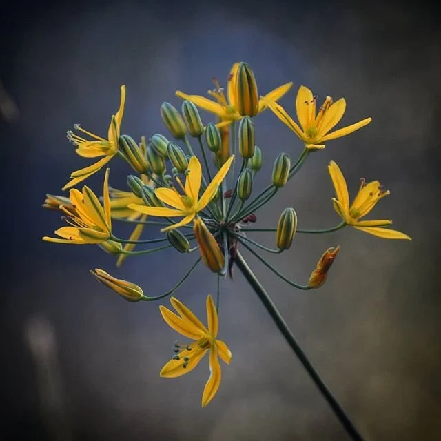 Goldenstars.
.
#nativeplants #nature #greenthings #urbanhikers #wildflowers #flowersofinstagram #explore #instagood #socal #losangeles