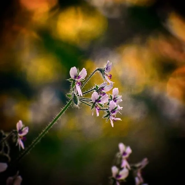 &quot;Love is the extremely difficult realization that something other than oneself is real.&quot; - Iris Murdoch
.
#griffithpark #greenthings #irismurdoch #explore #urbanhikers #love #amirsgarden #nature #instagay #instagood