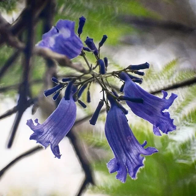 Jacaranda.
.
#flowersofinstagram #spring #losangeles #griffithpark #nature #explore #urbanhikers #instagay #instagood