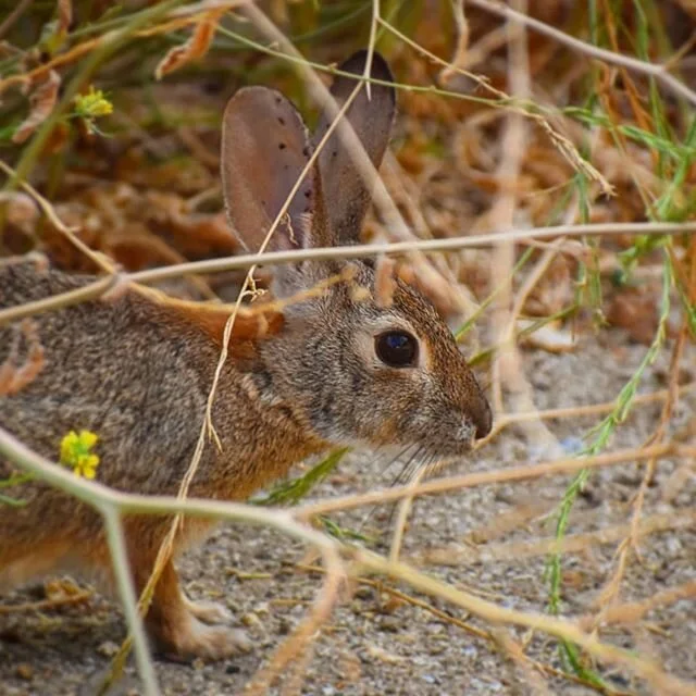 Cottontail in the underbrush.
.
#rabbitsofinstagram #wildlife #nature #griffithpark #laphotographer #urbanhikers #goodmorning #instagay #instagood