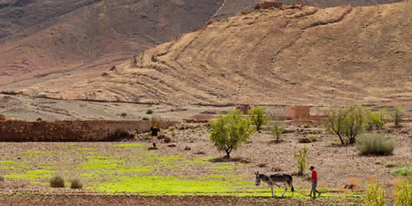 farming-in-desert.jpg