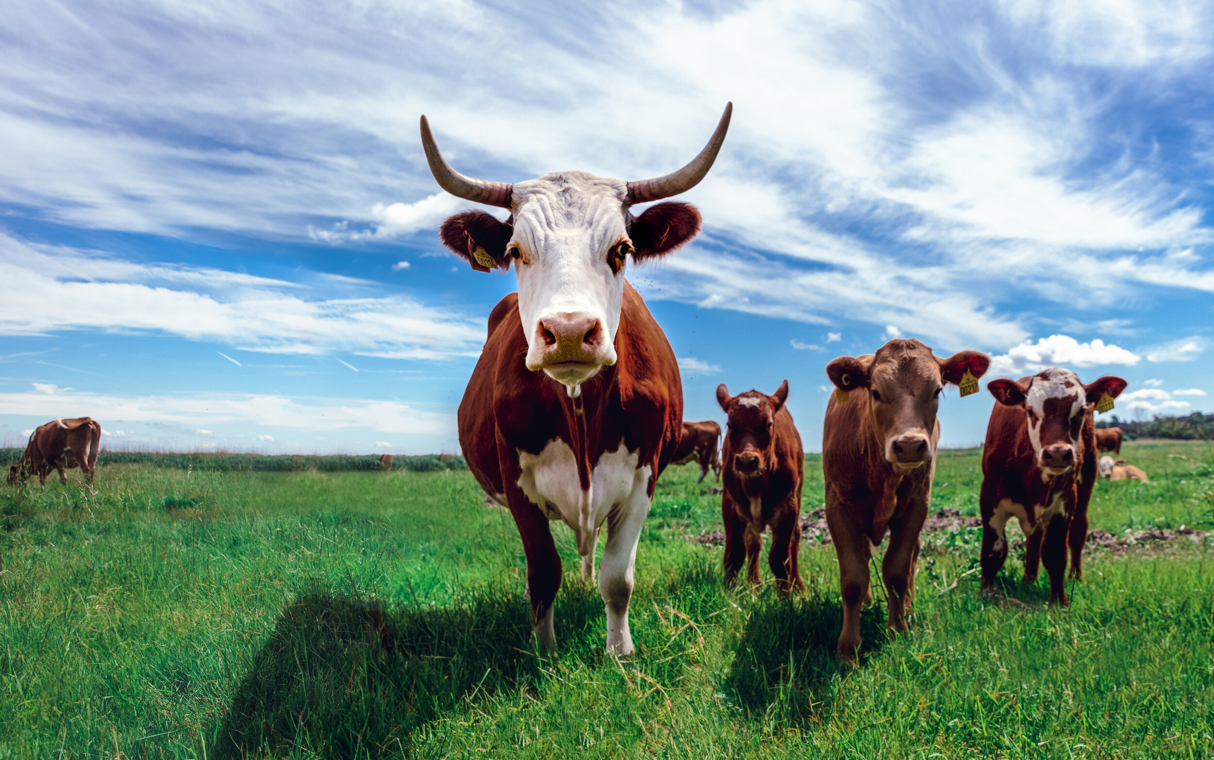 Advantages and Disadvantages of Intensive Livestock Farming — Veterans  Off-Grid