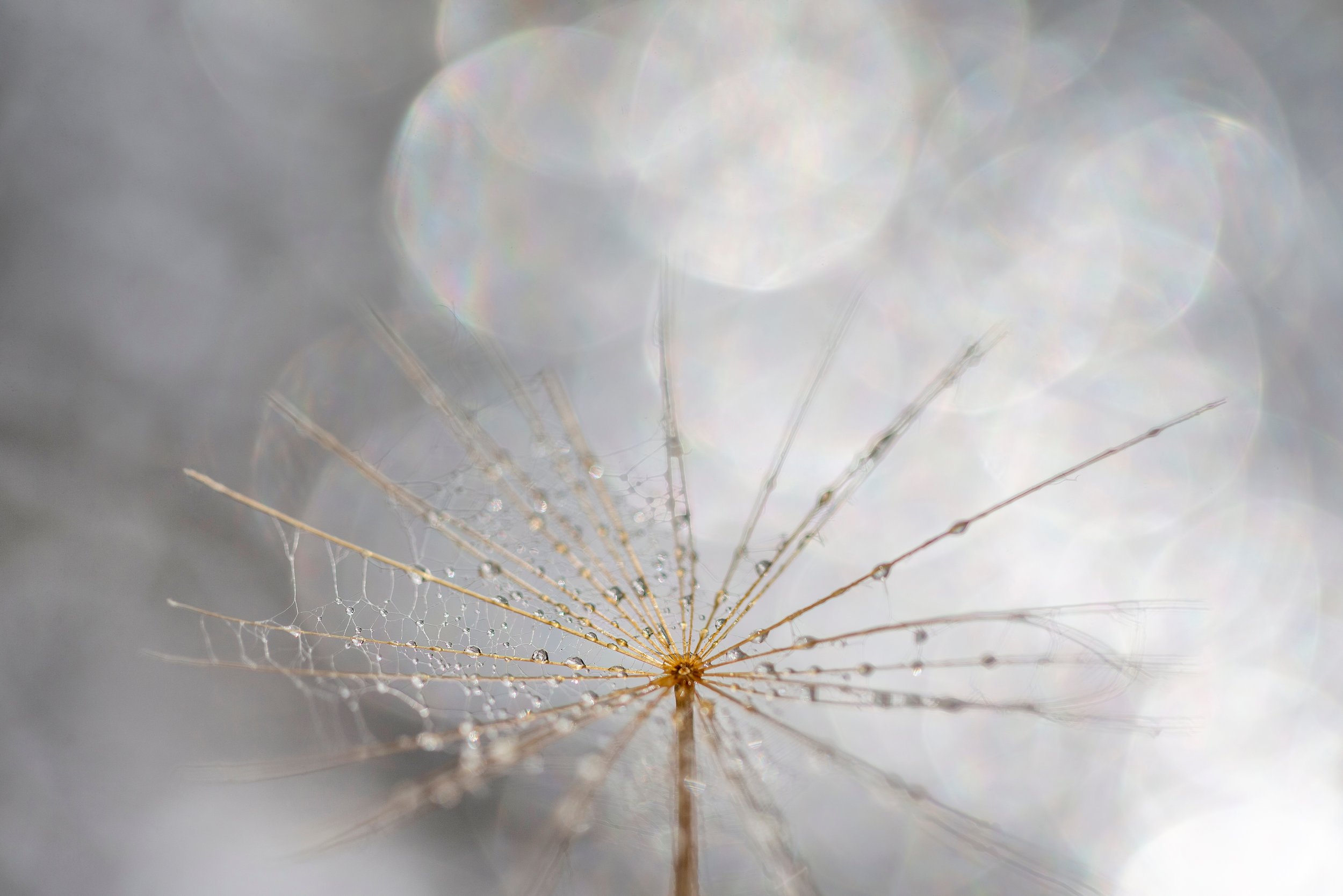 The Heights of Harmony (Tao Te Ching 55)