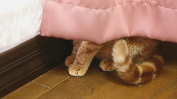 Peekaboo! Cracking the mystery of hiding cats — Companion Animals New ...