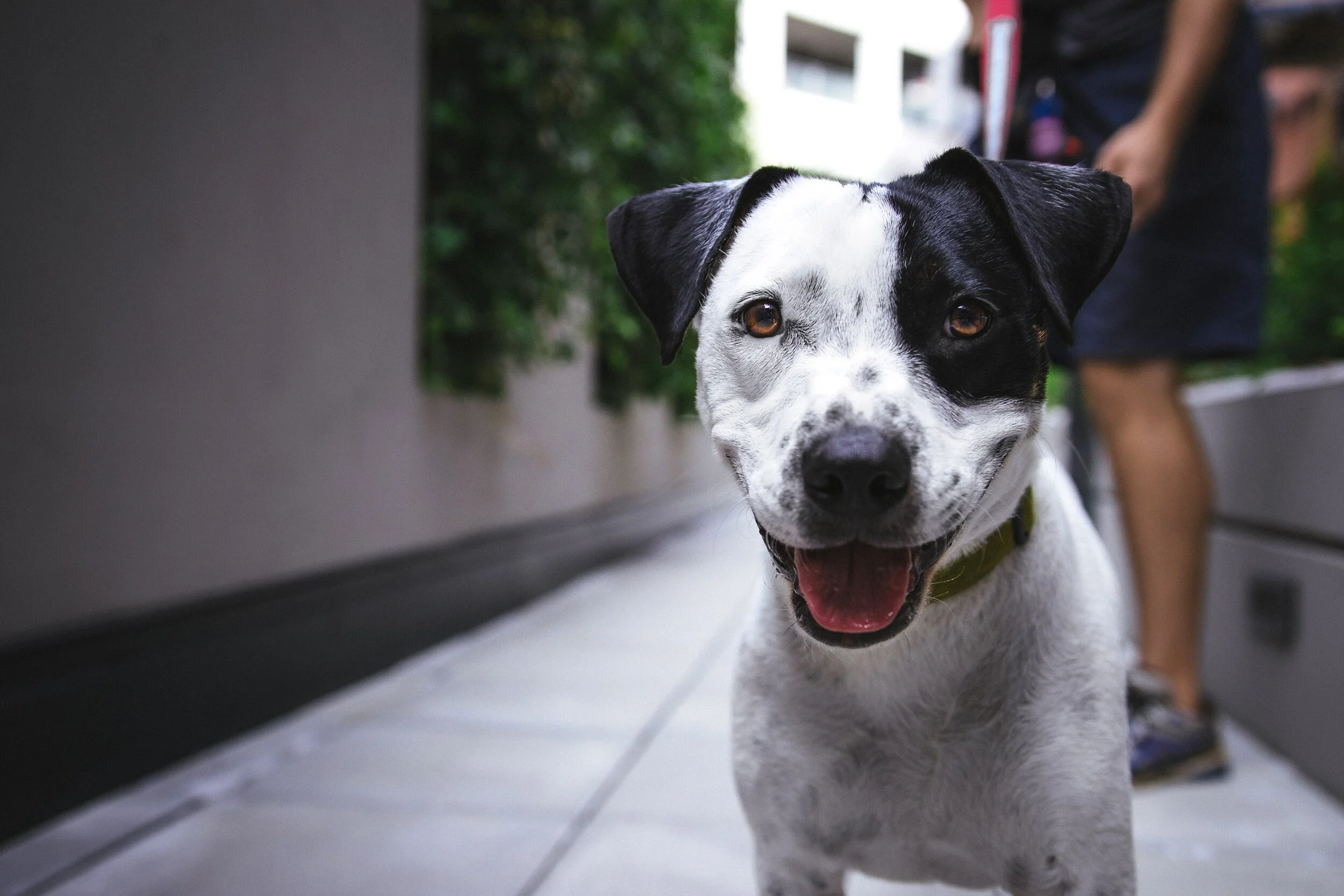 Can Eye-Tracking Tecnhology Improve Canine Adoption?
