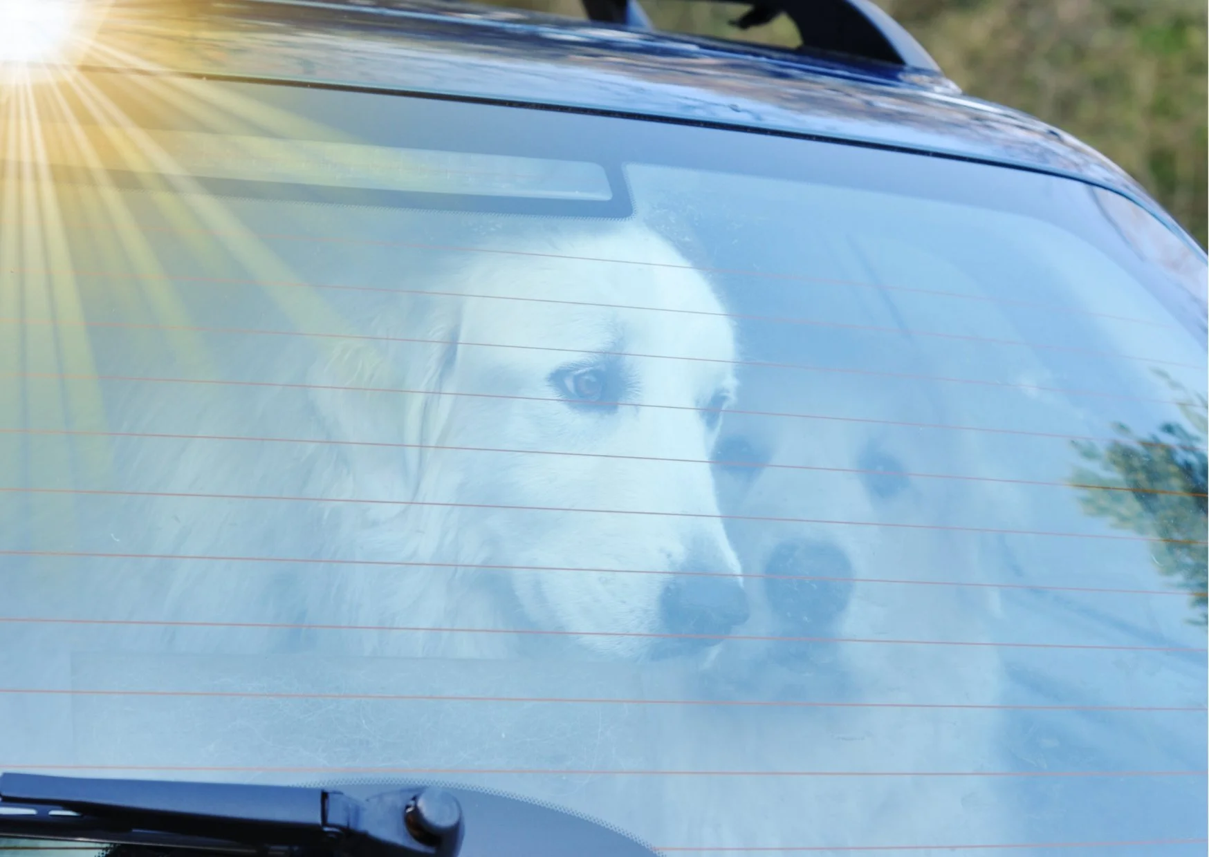 Sun, Cars and Pets – A Lethal Combination