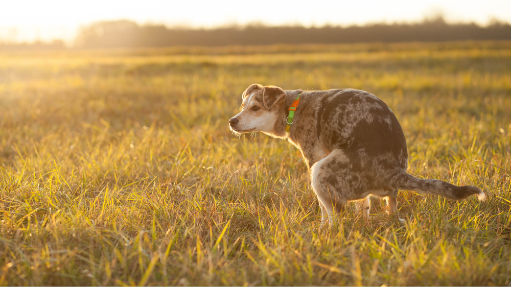 Poop to Pollution: Why Dog Waste Matters — Companion Animals New Zealand