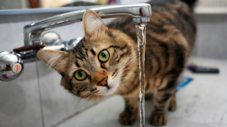 Why do some cats like water? — Companion Animals New Zealand