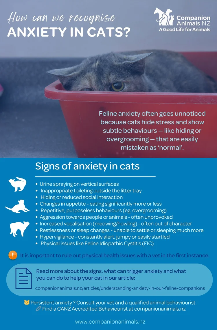 Scaredy Cats: How to Recognise and Manage Anxiety in Your Cat ...
