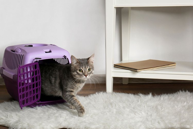 Best Cat Carriers & Training Tips: Reduce Vet Visit Stress for Your Cat ...