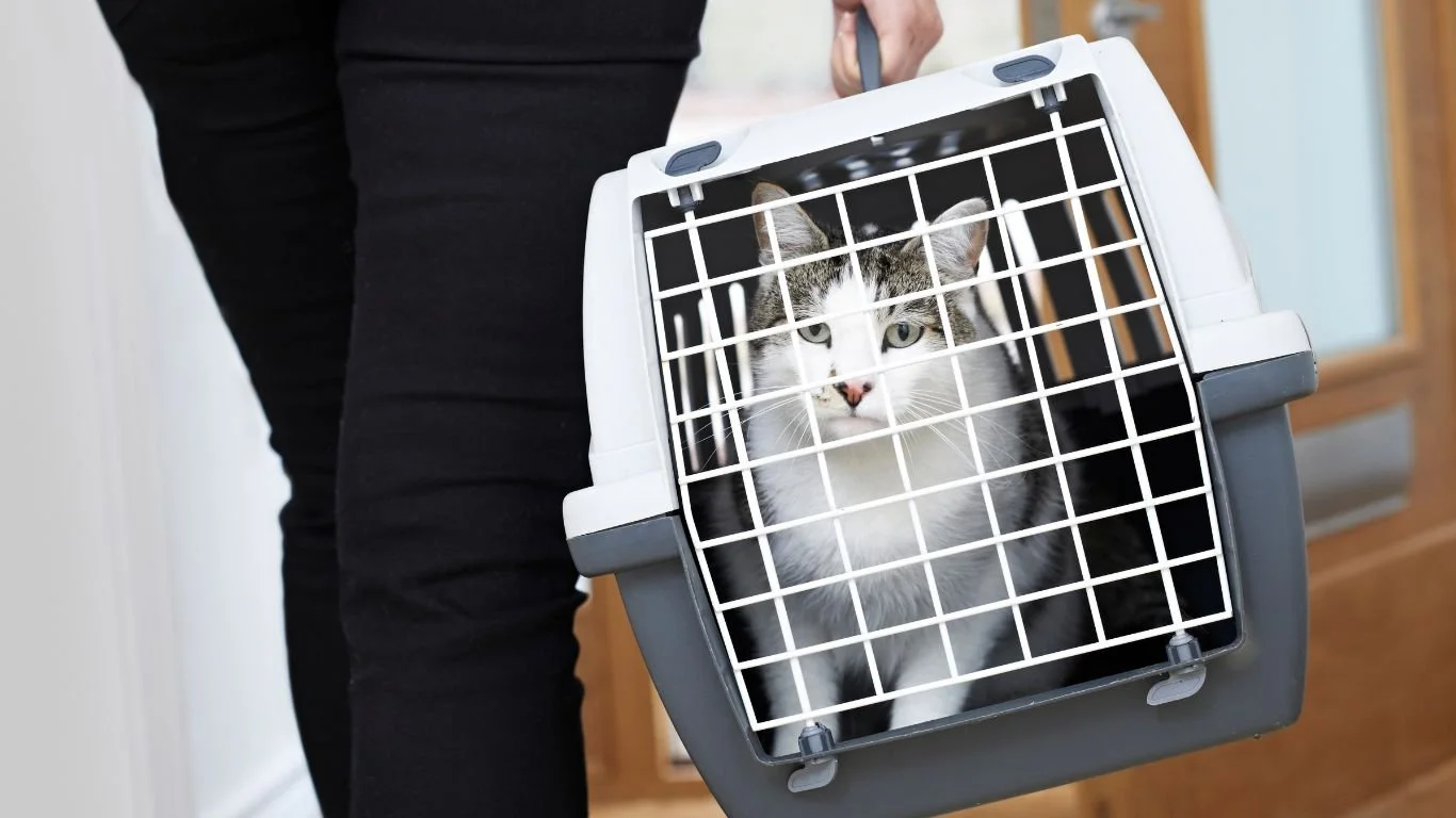 Best Cat Carriers & Training Tips: Reduce Vet Visit Stress for Your Cat ... - Cat Carriers With Features To Reduce Anxiety