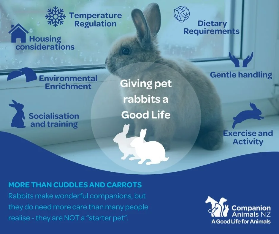 Not just cuddles and carrots - the truth about rabbit care — Companion ...