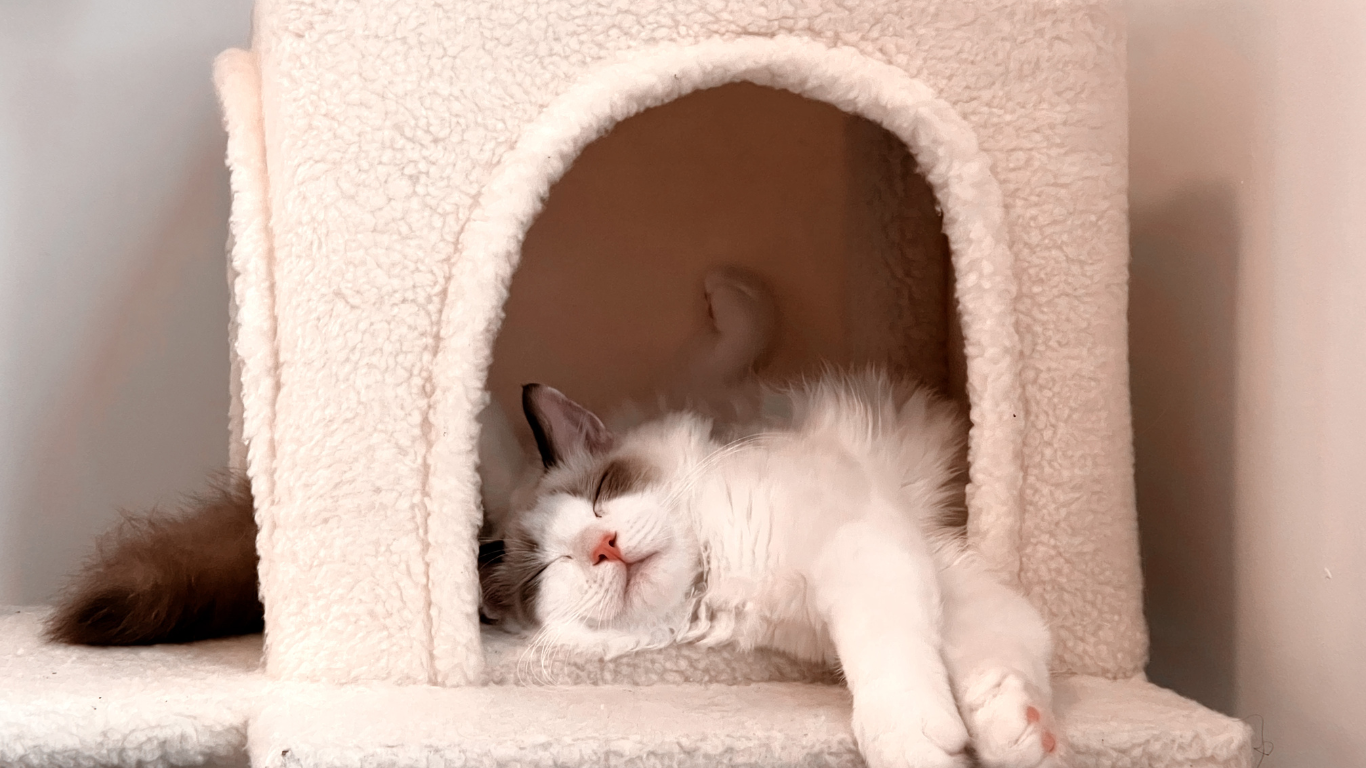 New research exploring how cats adapt to indoor living — Companion ...