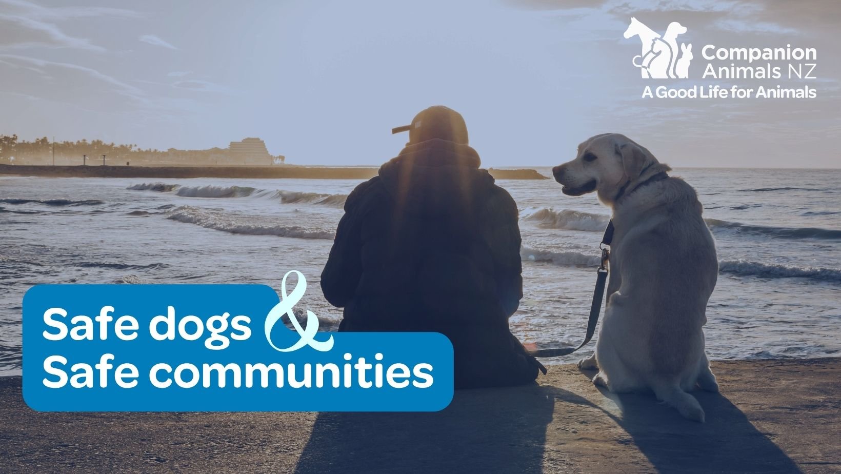 Dog safety video series branding.jpg