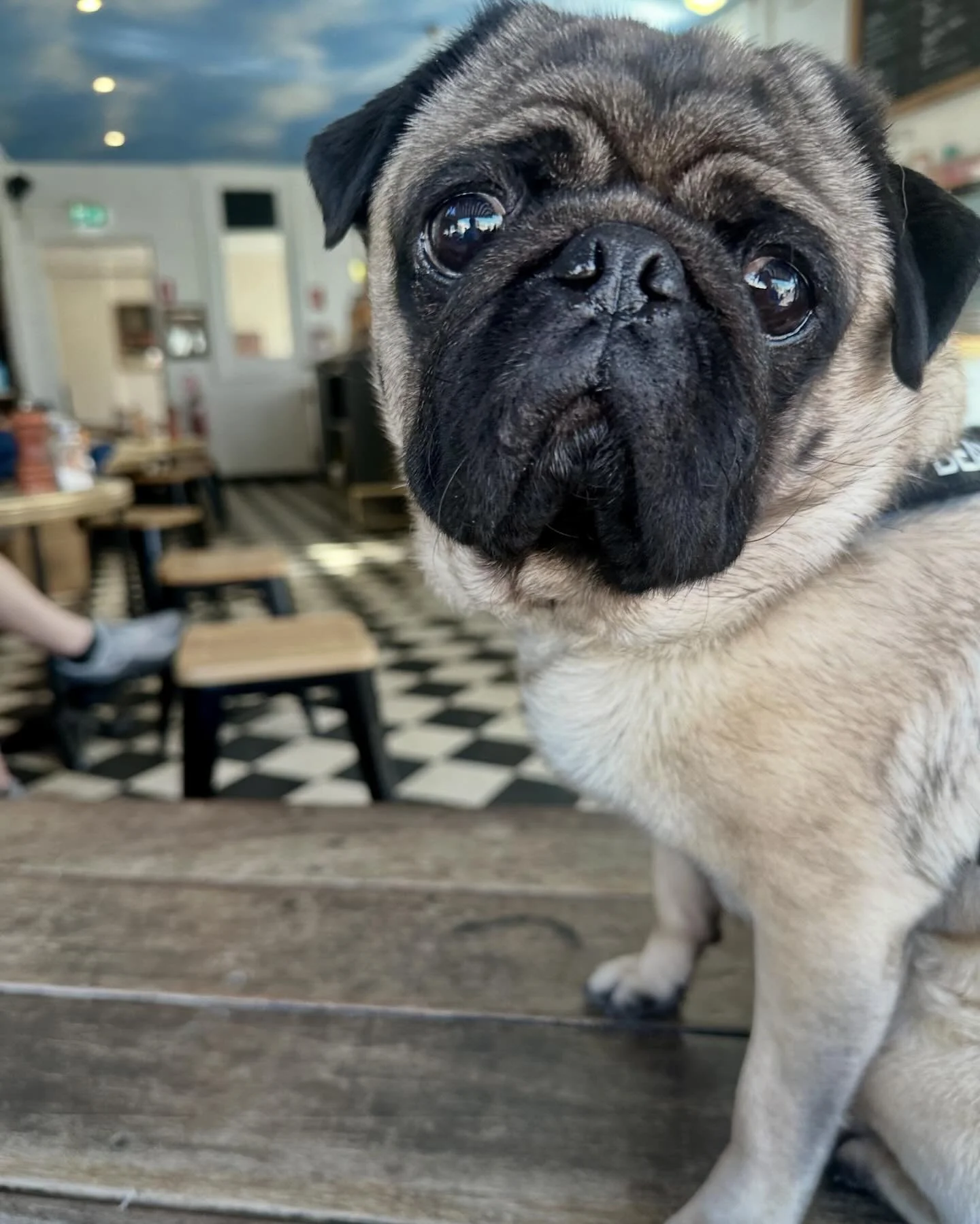 When u realised dad ordered only the coffee ! Don&rsquo;t be like sad Bean and get the Lenny&rsquo;s ham sandwich! It&rsquo;s so good. 10
out of 10😝
.
.
.
.
.
#sandwich #coffee #coffeeshop #foodporn #foodstagram #foodblogger #sydney #sydneyeats #foo