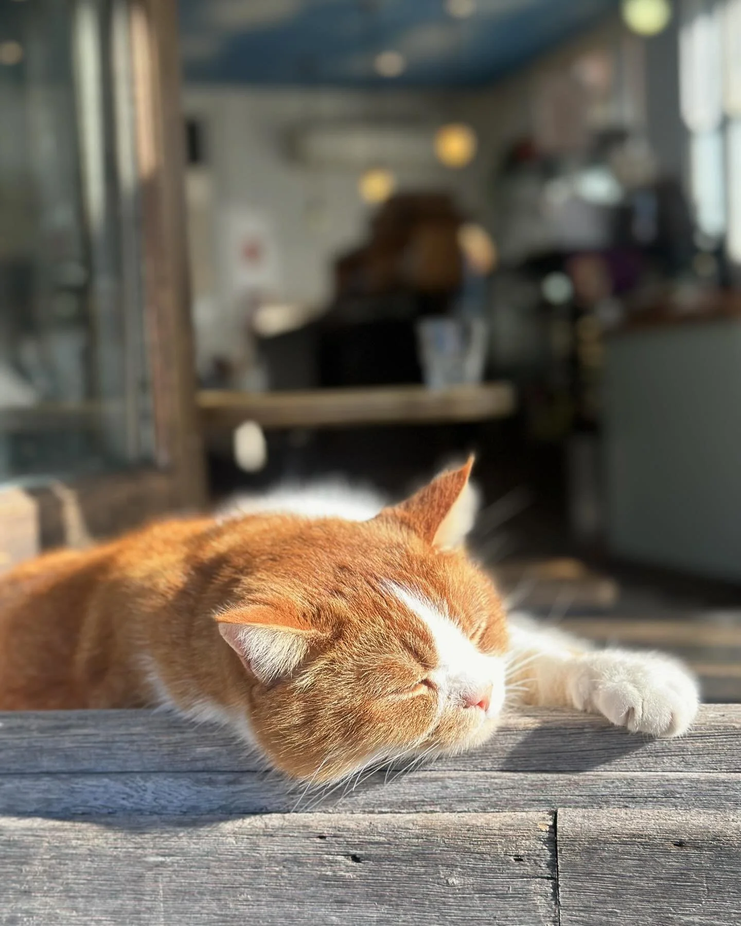 Opera Bar&rsquo;s &ldquo;gull paw-trol&rdquo; has some competition with the Mr. Kitty miner birds meow-trol in Trafalgar. 

Seeing Mr. Kitty in action while grabbing a coffee must be an absolute delight! 😊

#gingercat
