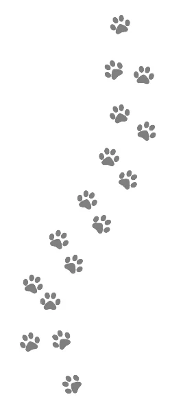 Paws.jpg