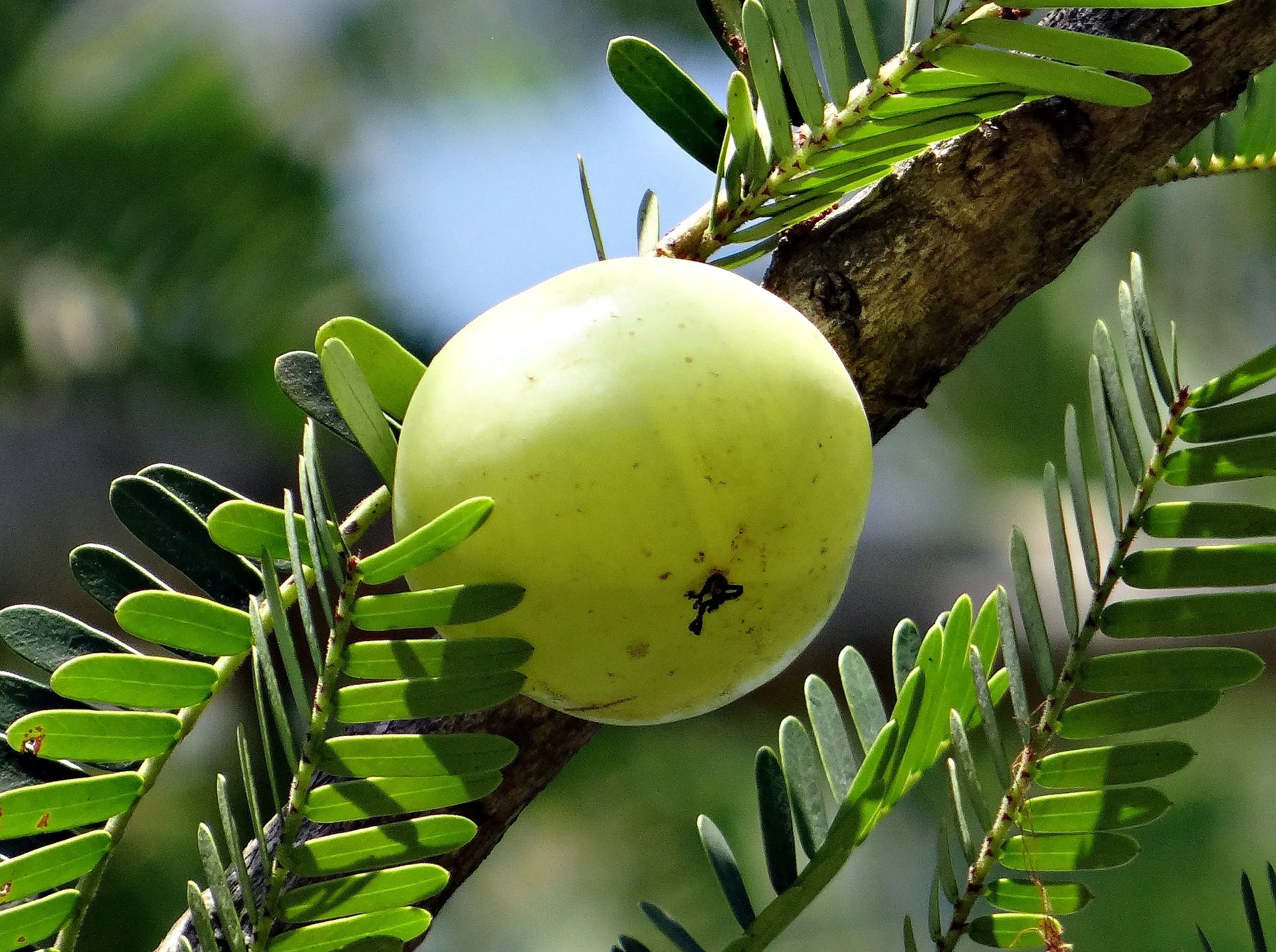 Awesome Nutrition Facts - The Wild And Crazy Amla!