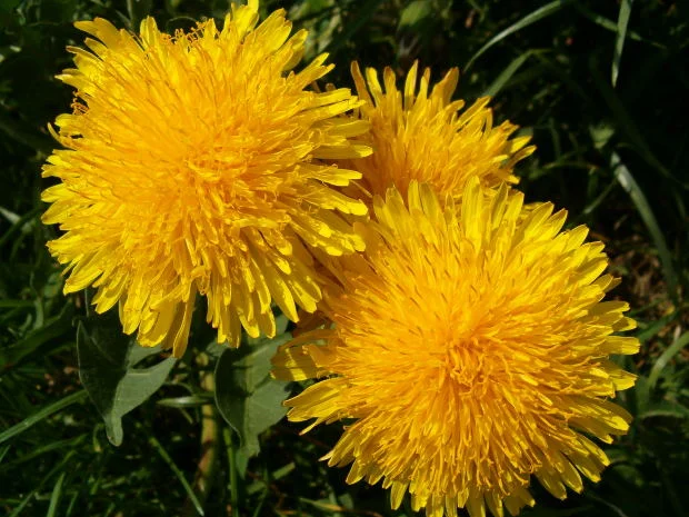 Behold the Lowly Dandelion