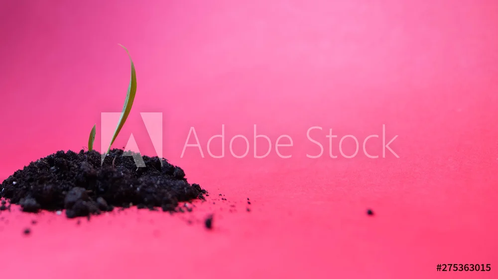 AdobeStock_275363015_Preview.jpeg