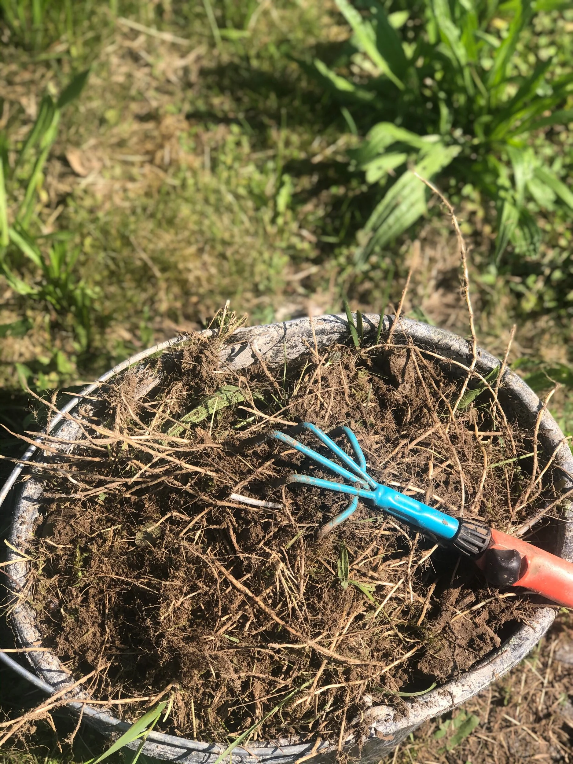 Is your garden already blooming 🌷 🌹or are weeds still growing?