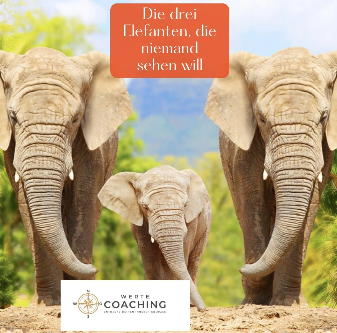 Die drei Elefanten, die niemand sehen will 
