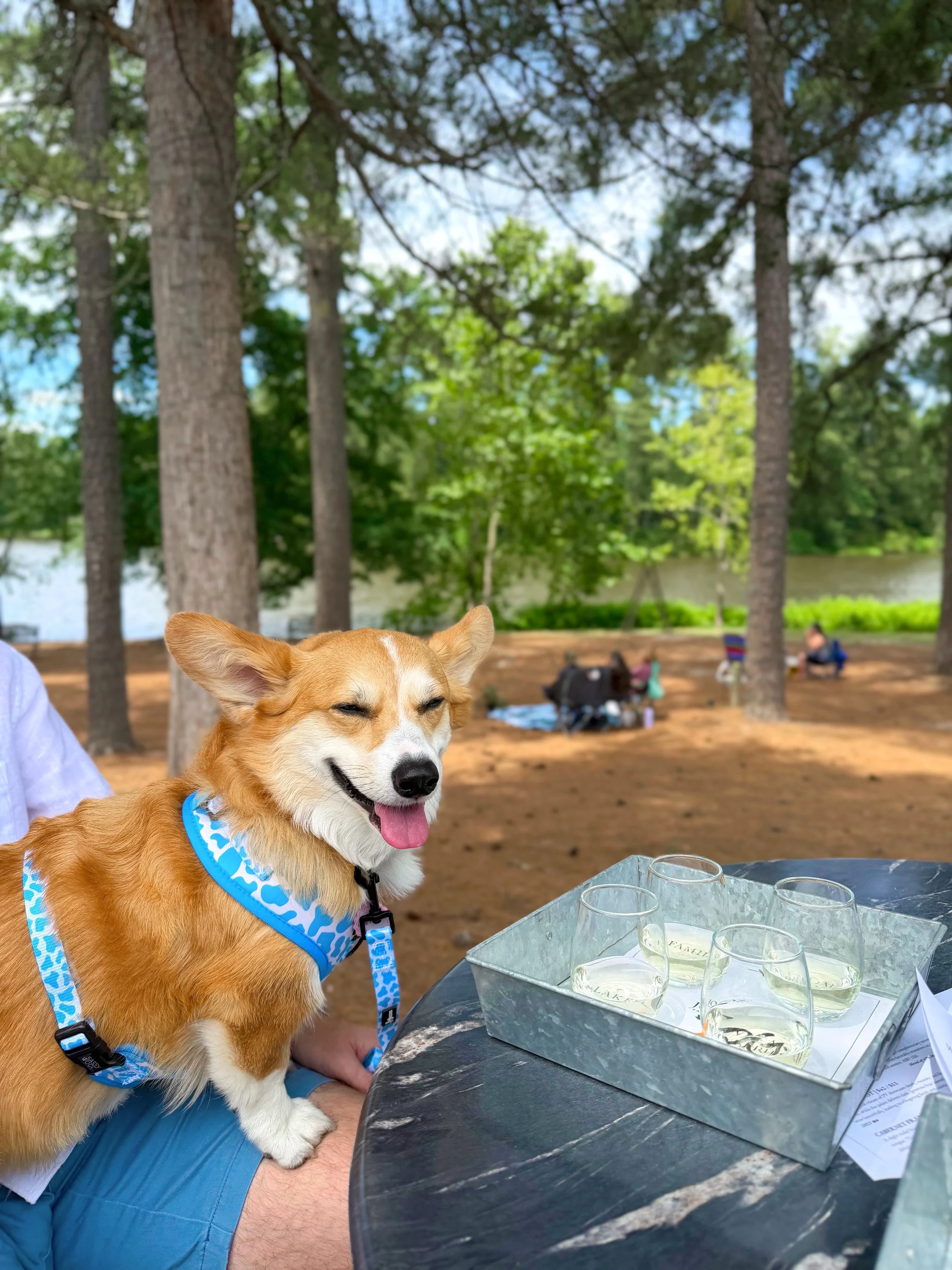Jolene Family Winery Welcomes Wine Lovers and Their Pups to VA Wine Unleashed