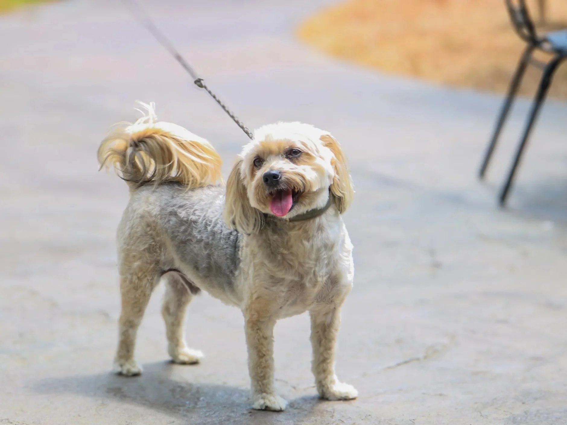DogDaysofSummer11.jpg