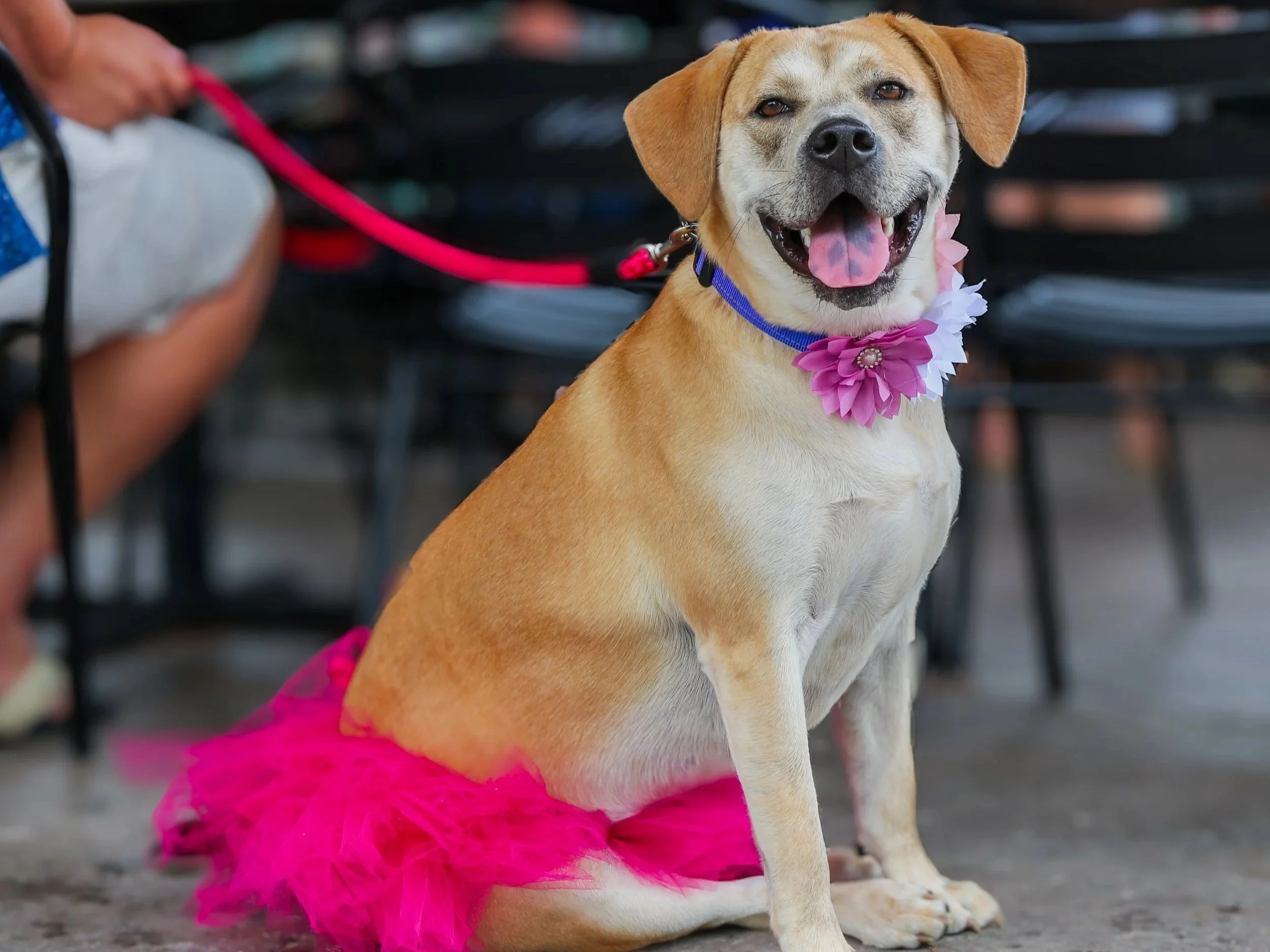 DogDaysofSummer13.jpg