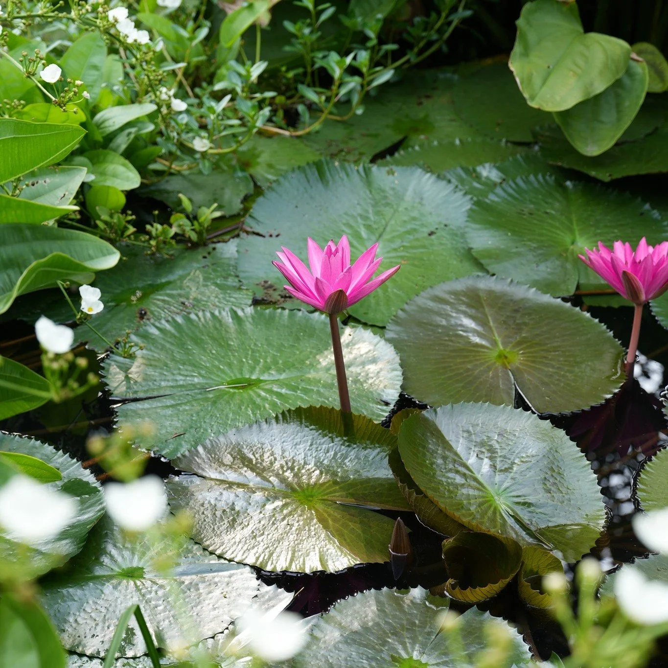 🕊️ On 21 September, the world comes together to reflect on peace. Peace is not only a matter between nations; it also lives in how we listen, communicate, and share life with one another.

Sometimes, peace begins with a thoughtful word, a little pat