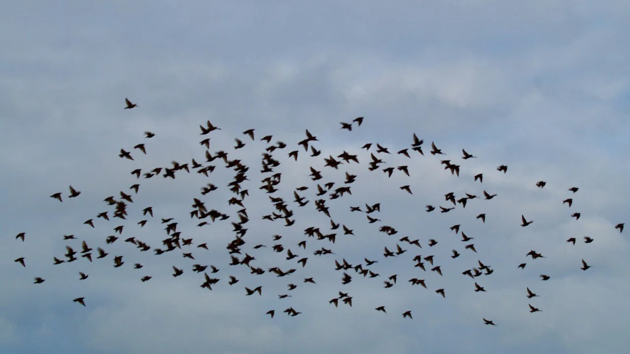 The Strategic Discipline of Widening Attention