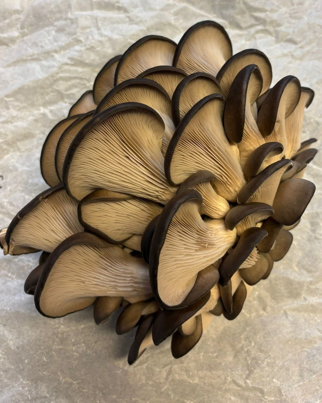 Say hello to locally-grown Gourmet Mushrooms. We're super excited to get these onto our menus. 

Lion's Mane
King Blue
Phoenix 
Pioppino 
And others....

Fantastic cultivation by @norfolkspore 🍄&zwj;🟫