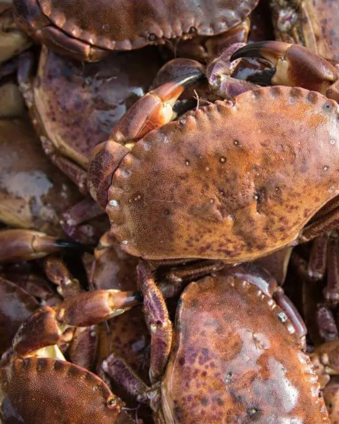 This summer at The Wildebeest.

The freshest flavours, pops of colour on the plate and the very best seasonal ingredients, expertly prepared and beautifully presented.

A true taste of summer in every dish.

#TheWildebeest #SummerDining #SeasonalFlav