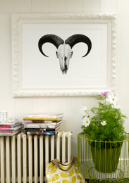 Take the Bull by the Horns