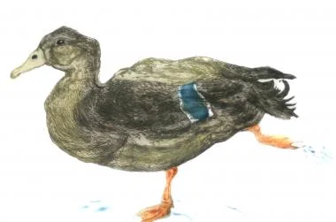 Love a Duck
