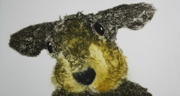 Harry Hare