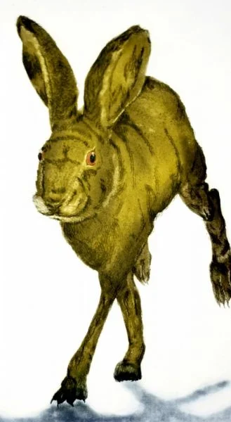 Hop Along