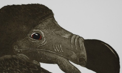 Portrait of a Dodo